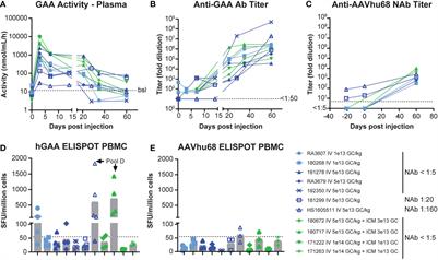 Immune transgene-dependent myocarditis in macaques after systemic administration of adeno-associated virus expressing human acid alpha-glucosidase